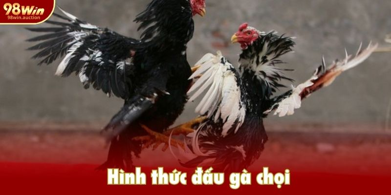 Hình thức đấu gà chọi