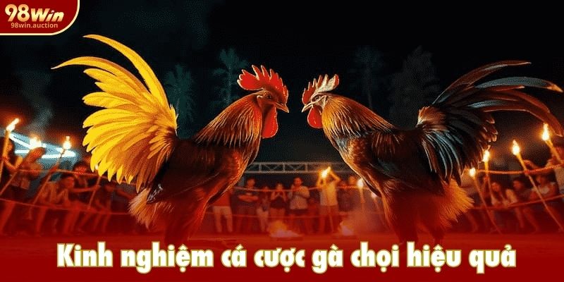 Kinh nghiệm cá cược đá gà chọi hiệu quả