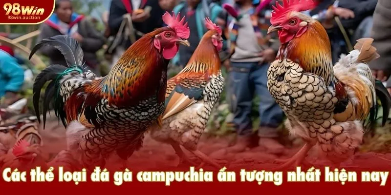 Các thể loại đá gà campuchia ấn tượng nhất hiện nay Các thể loại đá gà campuchia ấn tượng nhất hiện nay