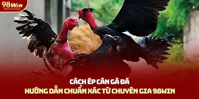 Cách Ép Cân Gà Đá - Hướng Dẫn Chuẩn Xác Từ Chuyên Gia 98win