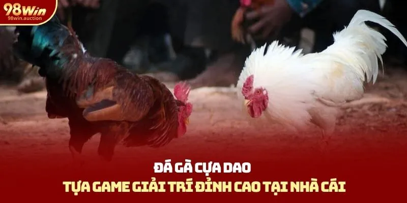 Đá Gà Cựa Dao - Hình Thức Giải Trí Đỉnh Cao Tại Nhà Cái 98win