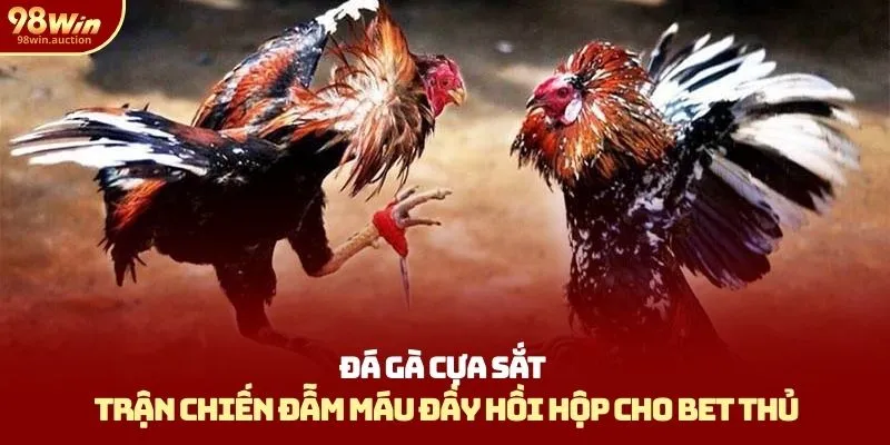 Đá Gà Cựa Sắt – Trận Chiến Đẫm Máu Đầy Hồi Hộp Cho Kê Thủ