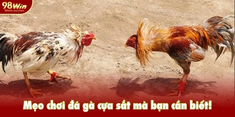 Mẹo chơi đá gà cựa sắt mà bạn cần biết! Mẹo chơi đá gà cựa sắt mà bạn cần biết!