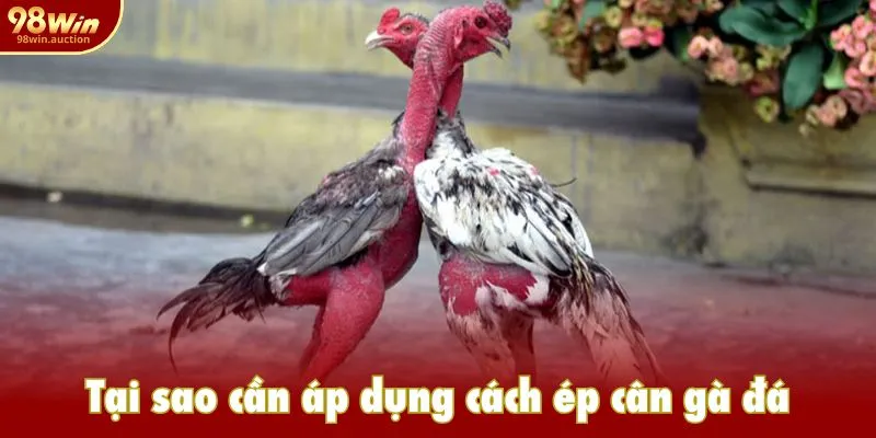 Áp dụng cách ép cân gà đá để tối ưu chiến thắng Áp dụng cách ép cân gà đá để tối ưu chiến thắng