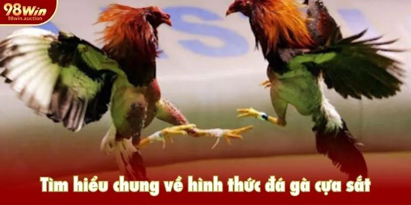 Tìm hiểu chung về hình thức đá gà cựa sắt Tìm hiểu chung về hình thức đá gà cựa sắt